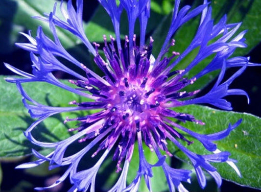 Blue Bacheler Button Perennial Plant - Blue Flowering Herbaceous Perennial - Centaurea cyanus