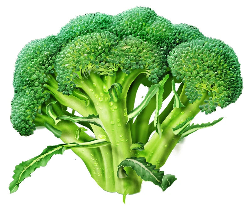 Broccoli Seeds - Fresh Marathon Variety - High Germination Rate - Brassica oleracea