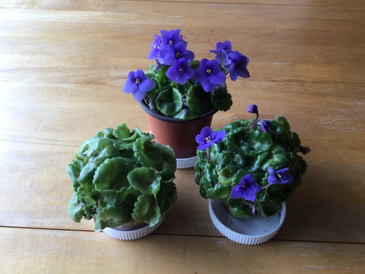 Miniature African Violet Plants in 1.5 Inch Pot - Small Indoor Flowering Houseplants (Saintpaulia)