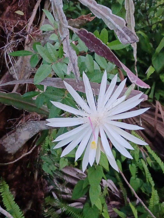 Baby Dragon Fruit Seedling - Bare Root Night Queen Variety - Hylocereus undatus