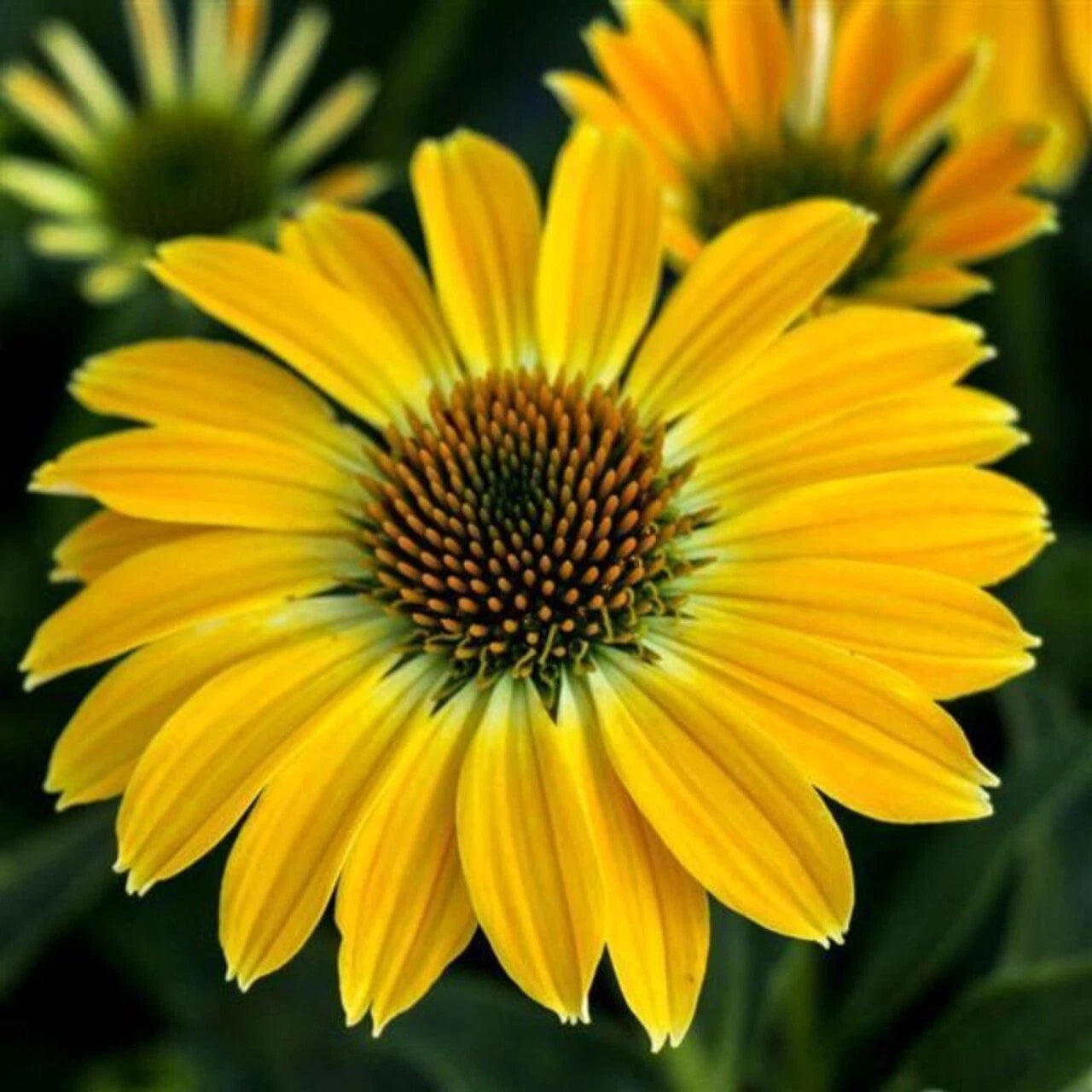 50 Summer Solstice Coneflower Seeds, Echinacea Purpurea, Perennial Flower Seeds for Gardens and Landscapes