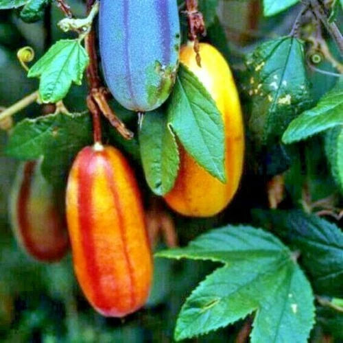 Banana Passionfruit Seeds - 10 Pack - Rare Fast Flower Vine Plant - Passiflora Mollissima