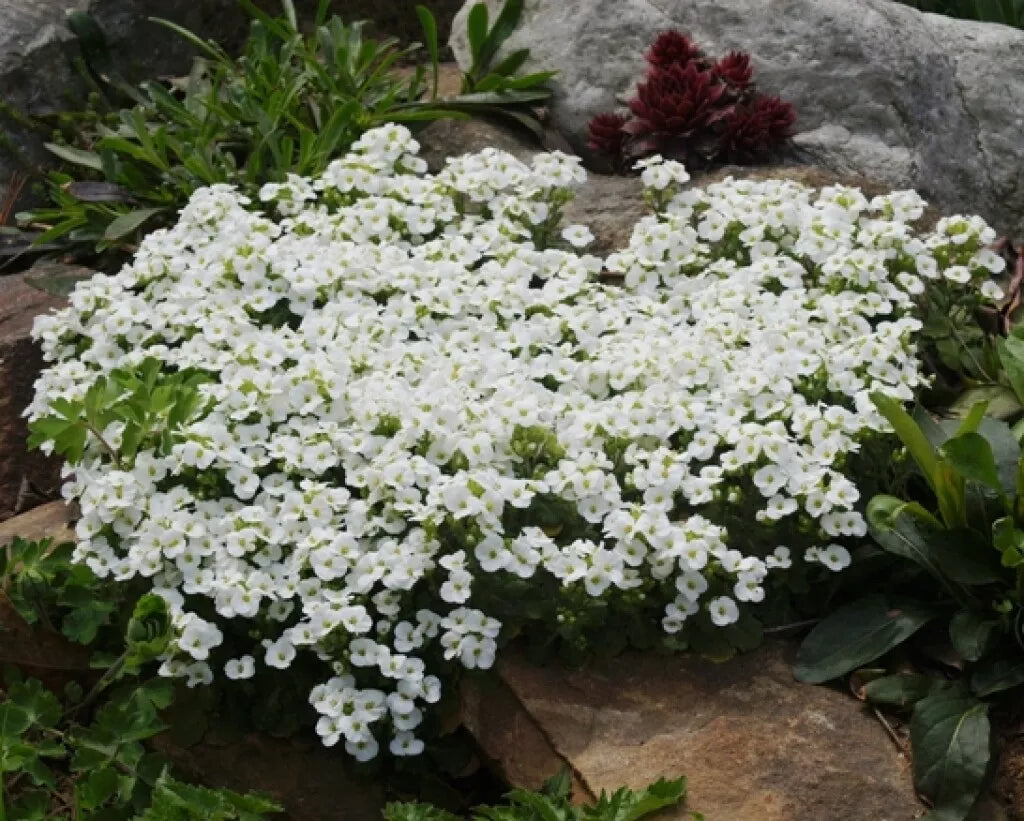 465 Seeds - White Alpine Rockcress Perennial Flower - Arabis alpina - Buy Any 15, Ships Free