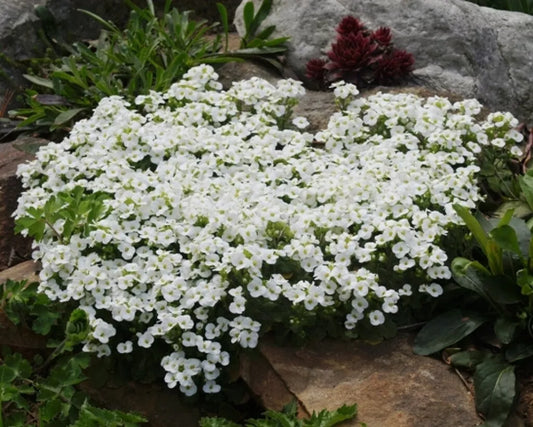 465 Seeds - White Alpine Rockcress Perennial Flower - Arabis alpina - Buy Any 15, Ships Free