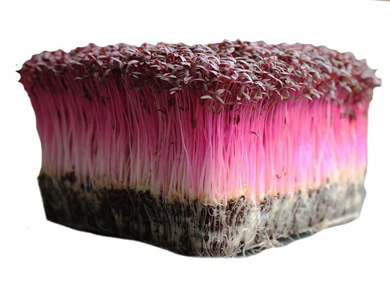 Bulk Microgreen Seeds - Amaranth Red Garnet | Non-GMO Vegetable Seeds for Healthy Sprouts