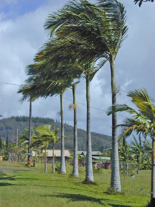 15 King Palm Seeds - Bangalow Piccabeen - Archontophoenix alexandrae - Tropical Garden Planting