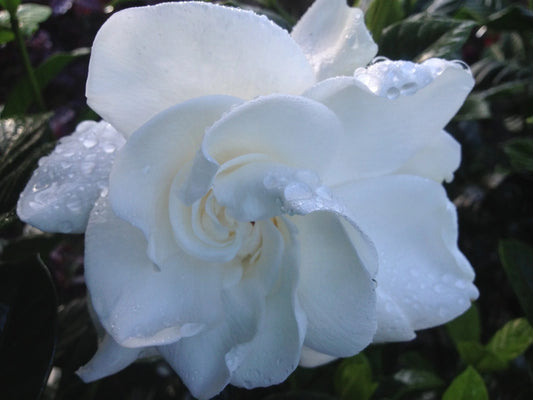 Gardenia Live Plant - Heirloom, Double White Flowers, Intensely Fragrant - Gardenia jasminoides