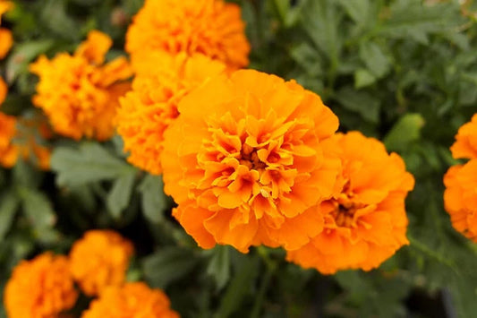 Mandarin Marigold Seeds - 25+ Pack for Garden Planting - Tagetes patula - USA Grown - Free Shipping