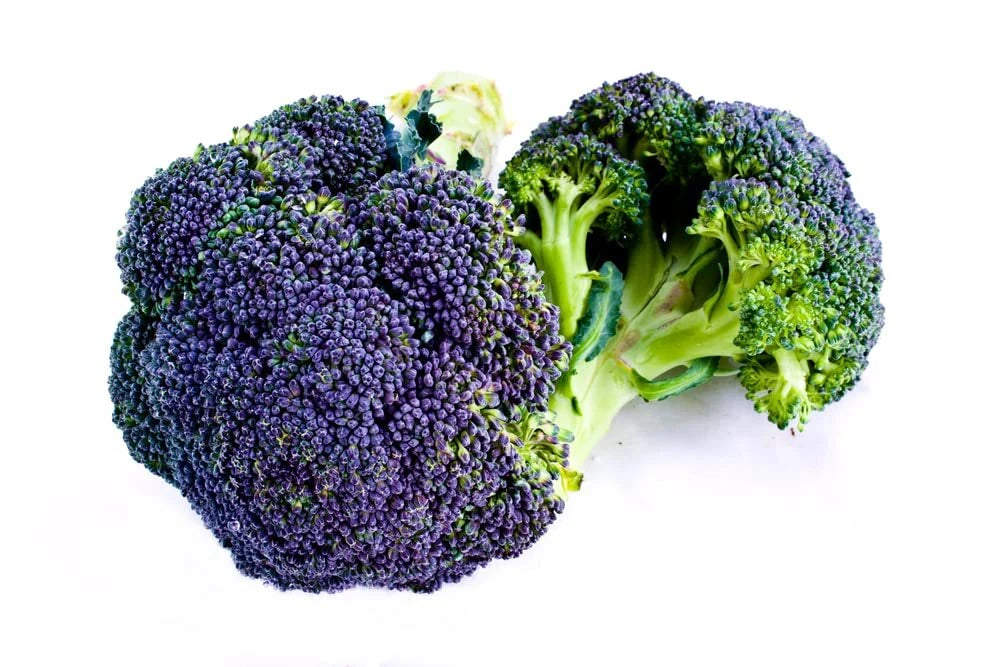 Burgundy Broccoli Seeds (25 Seeds) - Full Size Heirloom Broccoli Plants, Brassica oleracea