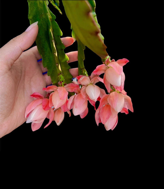 German Empress Epiphyllum Rooted Cutting - 100% Guarantee - Flowering Cactus Plant - Epiphyllum oxypetalum