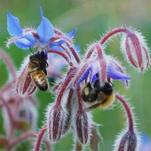 Borage Seeds - Heirloom Non-GMO Edible Flowers & Leaves - Borago officinalis - With Tracking