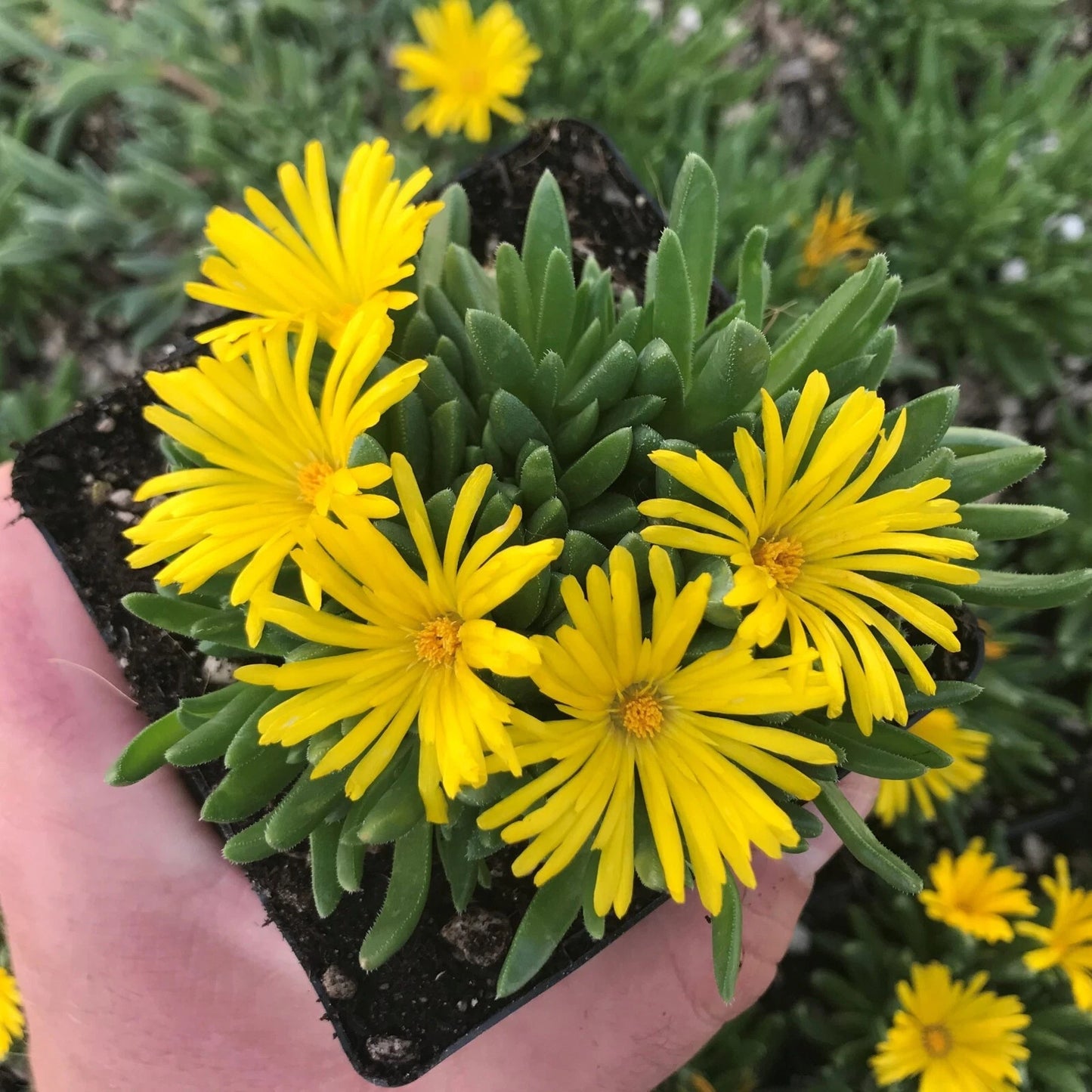 Yellow Ice Plant Live – 1 Pot (1 Clump) – Vibrant Succulent Ground Cover – Delosperma cooperi