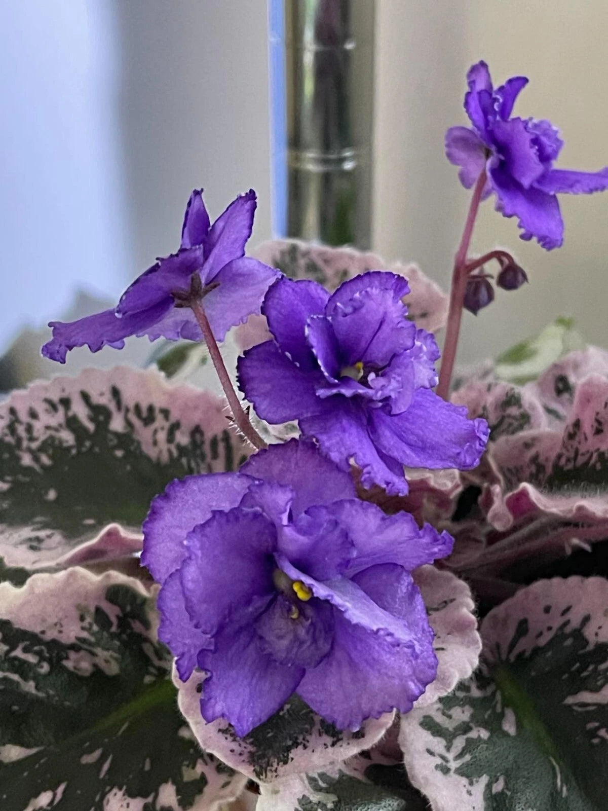 African Violet Leaves - 2 Pack - Optimara Friendship - Saintpaulia ionantha