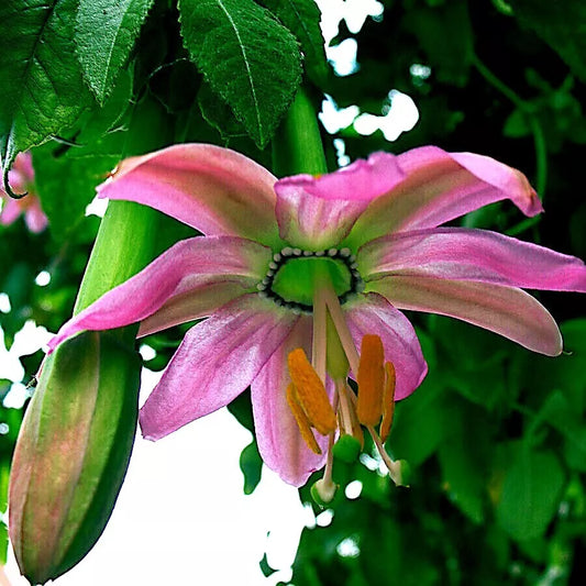 20 Banana Passionfruit Seeds - RARE Fast Flowering Vine Plant - Passiflora Mollissima