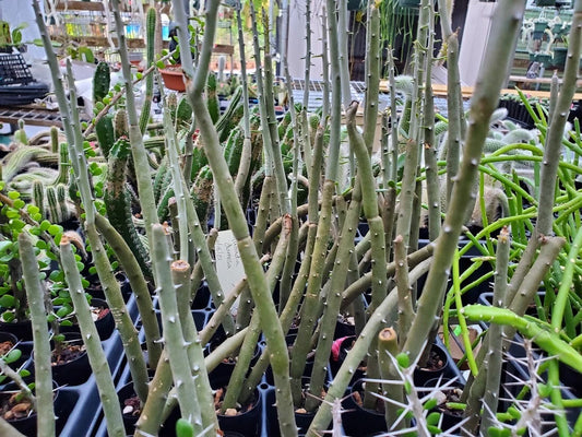 Alluaudia dumosa Rooted Cutting - Madagascar Succulent Plant - Unique Desert Flora