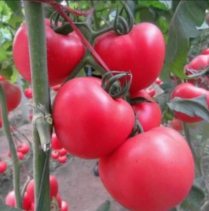 Homestead Tomato Seeds - 80+ Heirloom Seeds - Solanum lycopersicum - Organic Vegetable Gardening