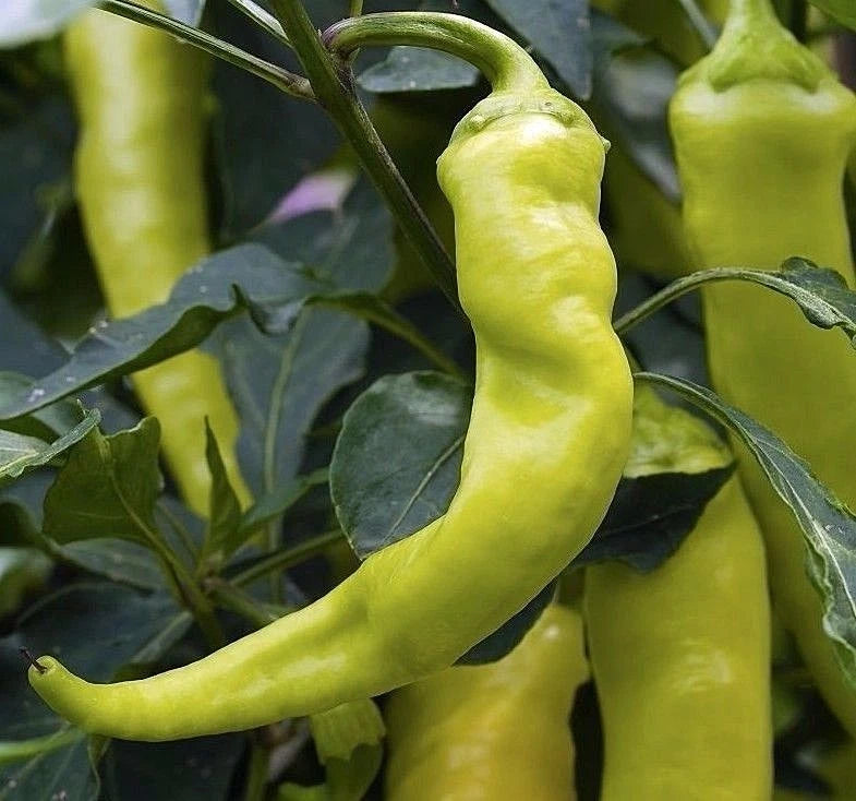 Sweet Banana Pepper Seeds - NON-GMO - Greek Salad Variety - Capsicum annuum - Free Shipping