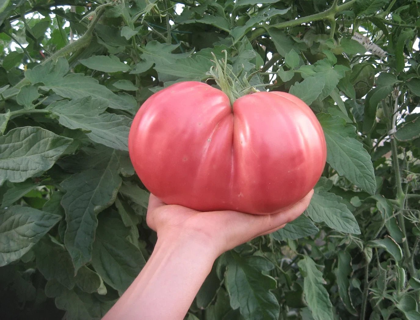 German Giant Tomato Seeds - 10+ Non-GMO Heirloom Organic Seeds - Huge Variety for Home Gardening - Solanum lycopersicum