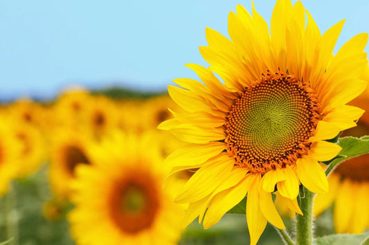Mammoth Sunflower Seeds - 50 Grey Striped Seeds - Huge Vibrant Flowers - Helianthus annuus