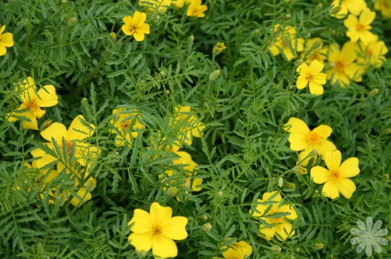 100 Marigold Seeds - Lemon Gem, Lemon Scented Yellow, Tagetes patula - Buy Any 15, Ships Free