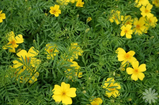 100 Marigold Seeds - Lemon Gem, Lemon Scented Yellow, Tagetes patula - Buy Any 15, Ships Free