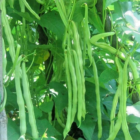 Kentucky Wonder Pole Bean Seeds - 50+ Heirloom Vegetable Seeds for Easy Gardening - Phaseolus vulgaris