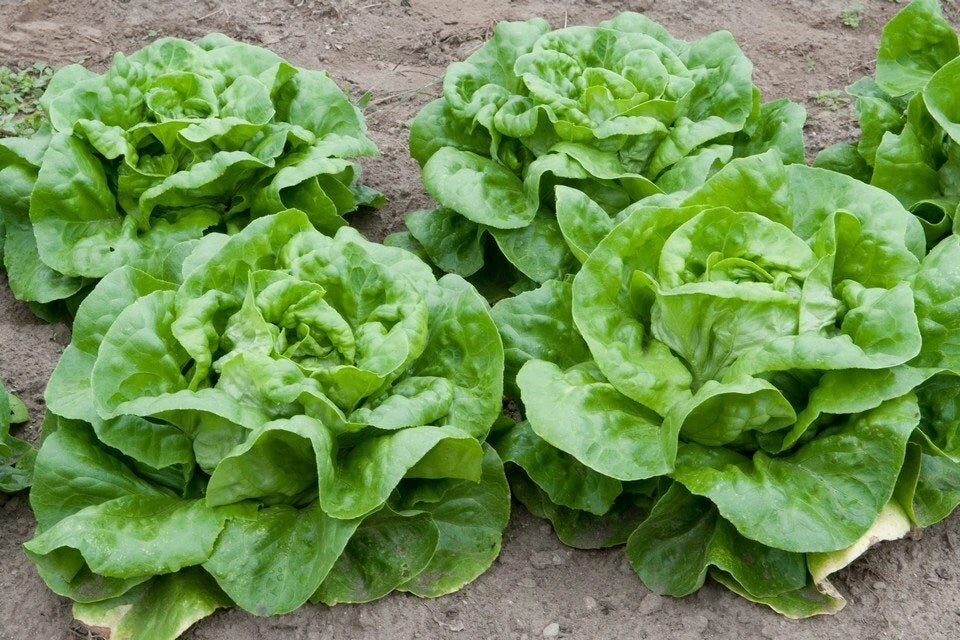 Butterhead Lettuce Seeds 100+ Seeds Buttercrunch Lactuca sativa var. capitata Non-GMO Garden Vegetable Seeds