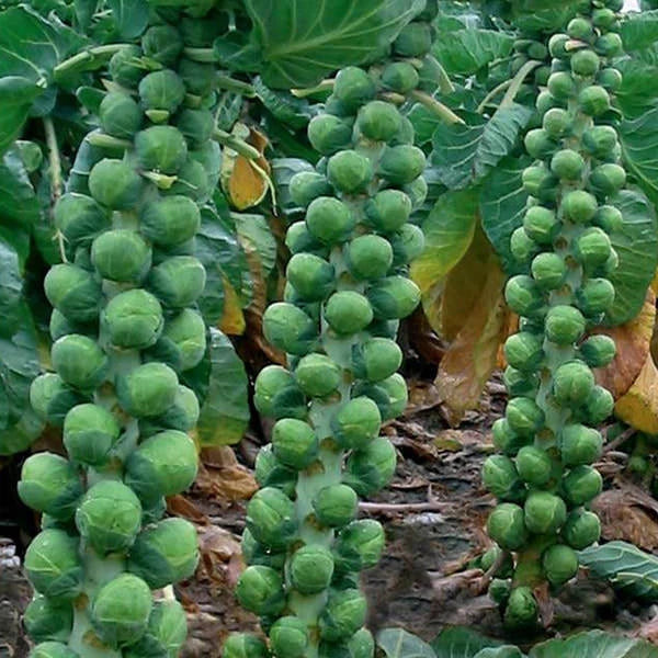 Brussels Sprouts Seeds | Long Island Improved | NON-GMO | Heavy Yields | Brassica oleracea