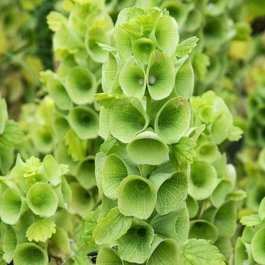 Bells of Ireland Seeds - 100 Heirloom Non-GMO Cut Flower Seeds for Drying - Unique Green Floral Variety
