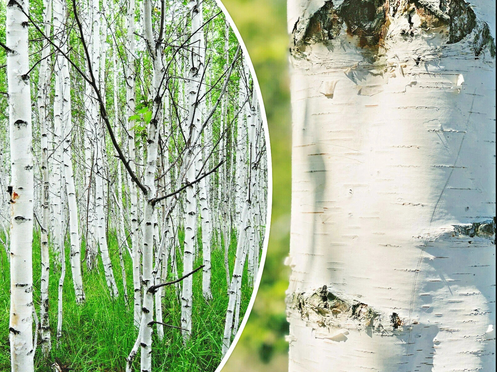 50+ White Paper Birch Tree Seeds | Fast-Growing Betula papyrifera | Showy and Hardy Garden Plant