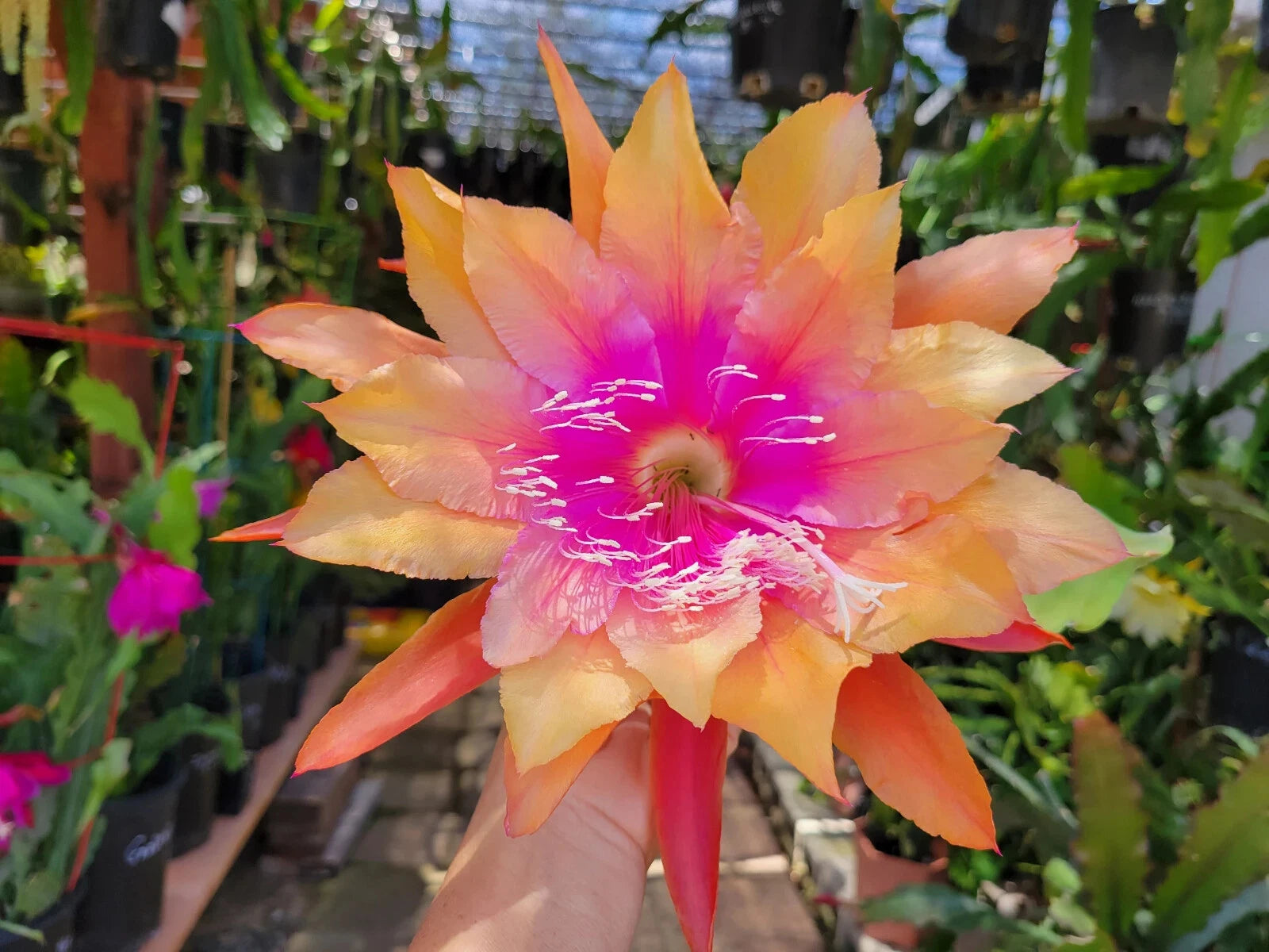 Epiphyllum Clarity s Happy Hippie Orchid Cactus 4 Inch Pot Well epiphyllum-clarity-s-happy-hippie-orchid-cactus-4-inch-pot-well