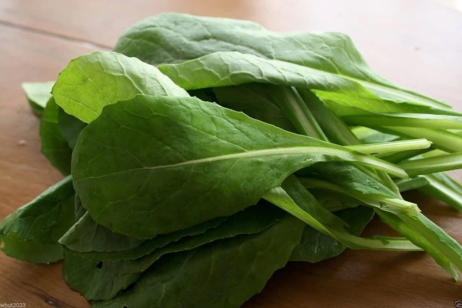 Komatsuna Mustard Seeds - 100+ Seeds - Brassica rapa var. perviridis - Japanese Greens for Gardening, Non-GMO