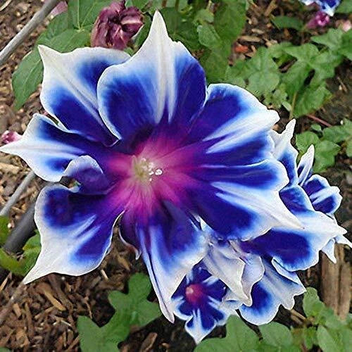 Morning Glory Seeds 100pcs Pack Perennial Flower Seeds for Garden (Ipomoea spp.)