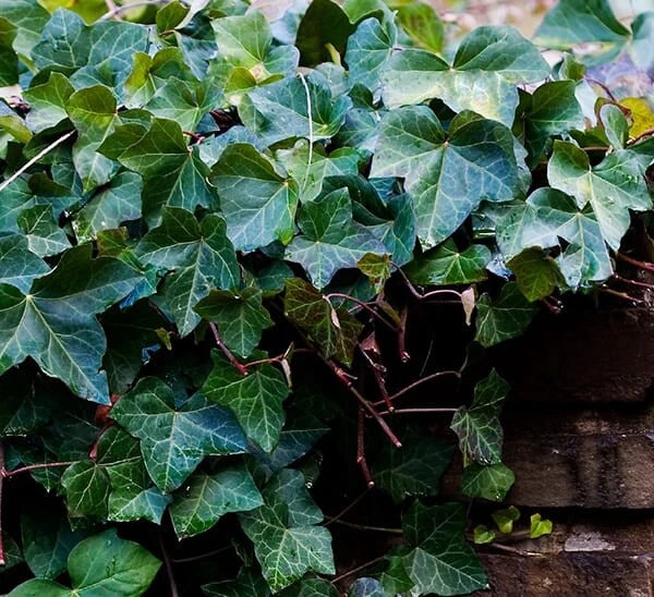 25 English Ivy Rooted Cuttings 6-8 Inches | Ground Cover Plant | Perfect for Hanging Baskets | Hedera helix