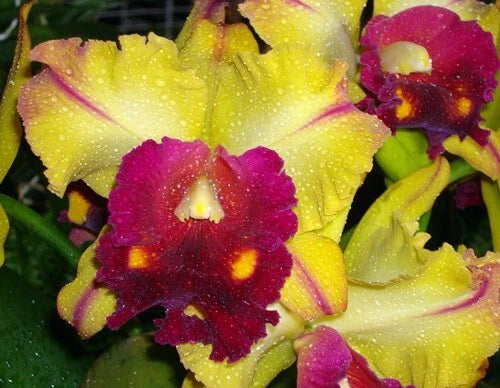 Cattleya Orchid Plant 2.5" Pot Rlc. Tainan Gold 'Hawaii #1'