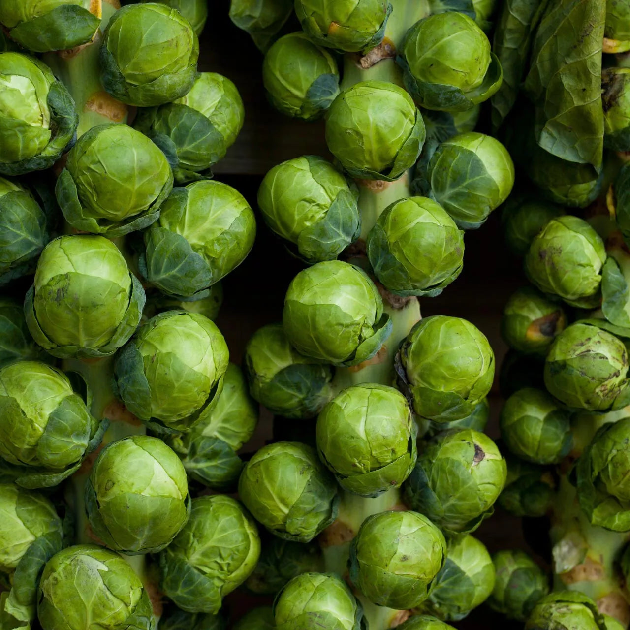 Brussels Sprouts Seeds 1000 Count Catskill Green Brassica oleracea