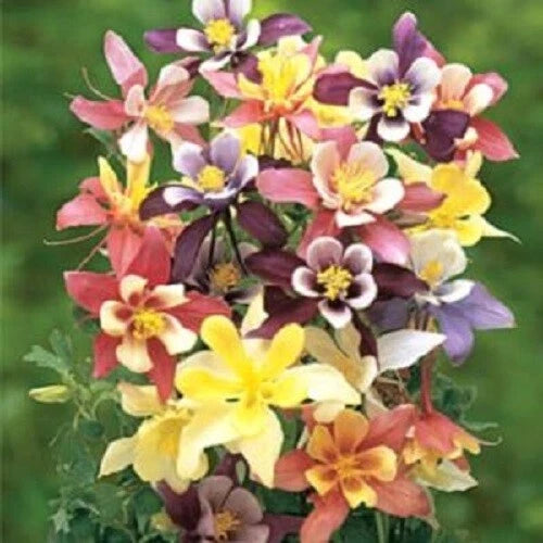 50 Harlequin Columbine Seeds | Perennial Flower Seeds | Aquilegia caerulea | US Seller