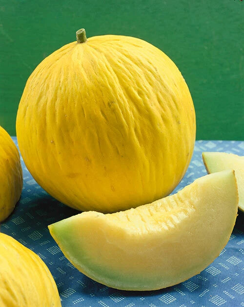 Casaba Melon Seeds, Golden Beauty Variety, NON-GMO Muskmelon, Packets, Free Shipping
