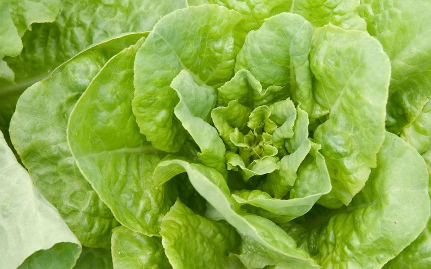 Buttercrunch Lettuce Seeds - Fresh Non-GMO Butterhead Variety - Lactuca sativa