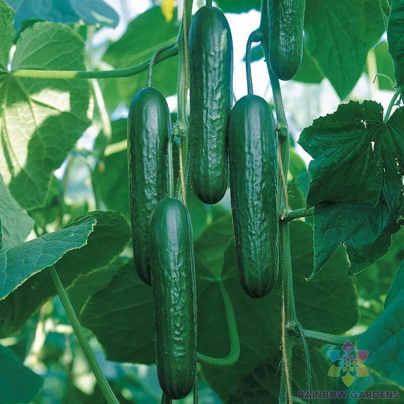 Socrates Cucumber Seeds - 25+ Pack for Garden Planting - Cucumis sativus - USA Grown, Non-GMO