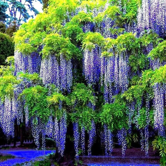 Chinese Blue Wisteria Seeds - 5 Pack - Fast Climbing Flowering Vine - Wisteria sinensis - Hardy Plant