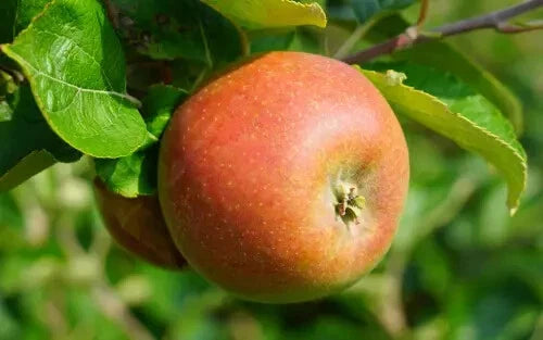 Marie Doudou Apple Seeds - 25+ Seeds for Garden Planting - Malus domestica - USA Quality, Free Shipping