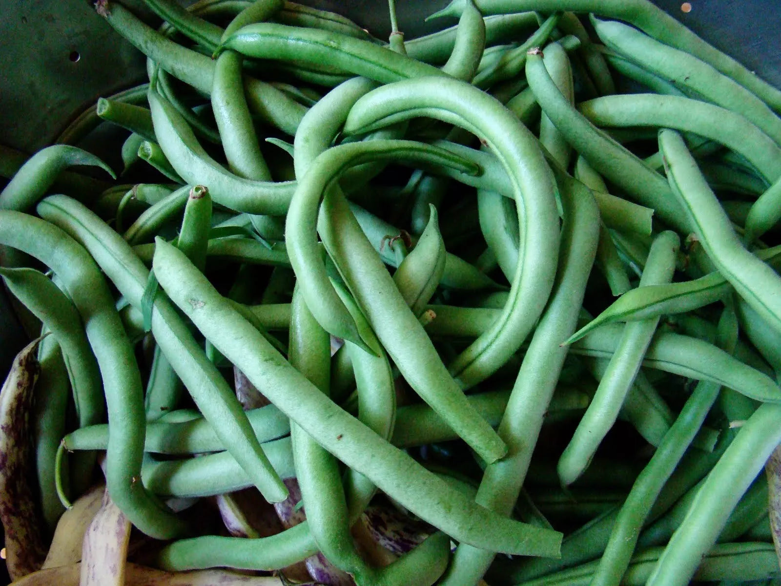Blue Lake Bush Green Bean Seeds, NON-GMO, Heirloom, 274 Variety, Free Shipping
