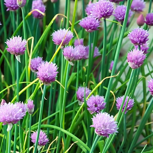 Chives Seeds 300+ Common Onion Herb, Non-GMO Vegetable Garden Seeds, Allium schoenoprasum, Free Shipping USA