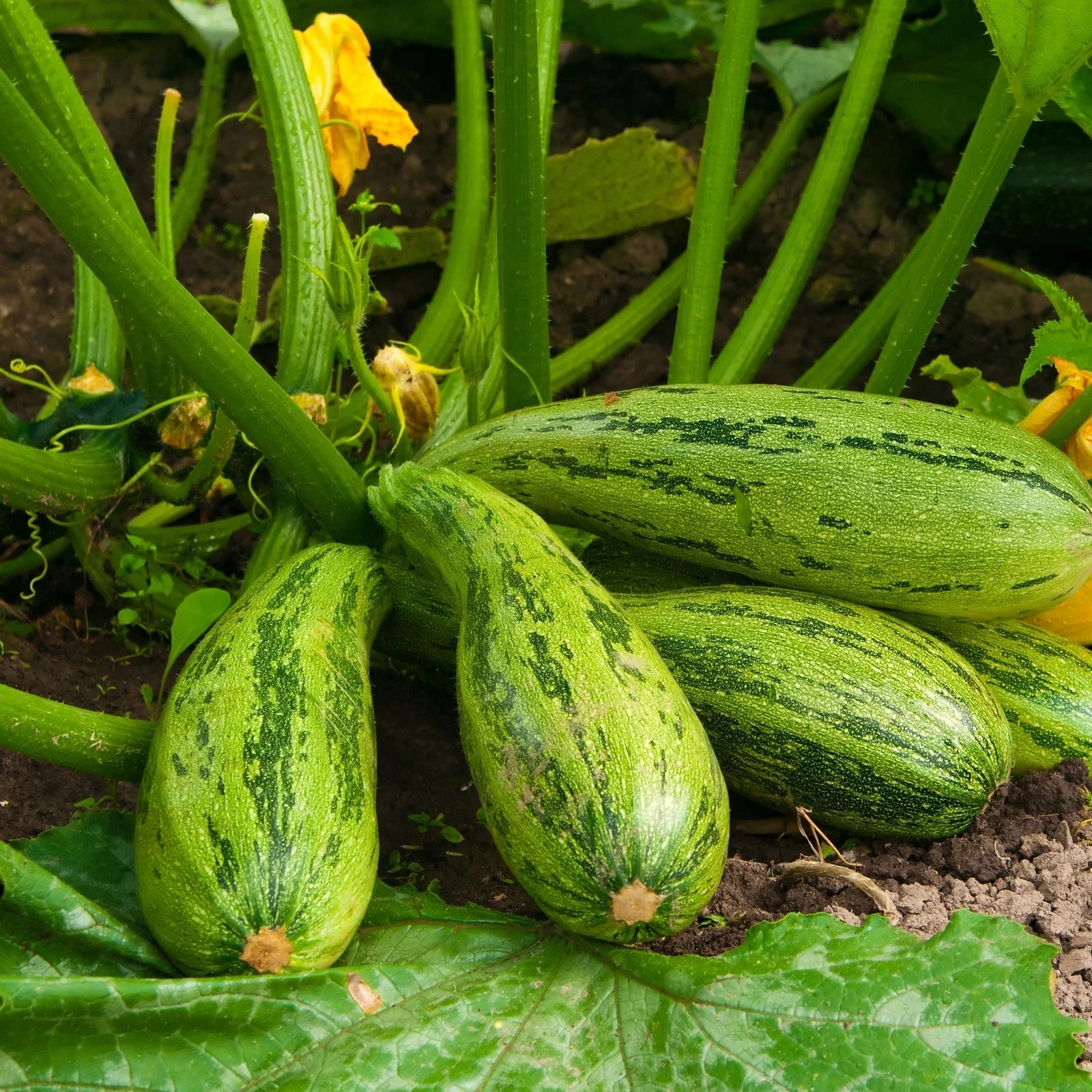 Caserta Zucchini Squash Seeds 15 Ct Non-GMO Summer Vegetable Curcurbita Pepo Seeds USA