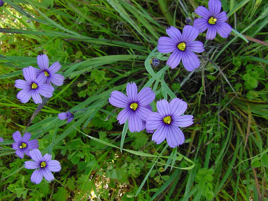 Blue Eyed Grass Seeds - 65 Seeds - Stout Blue Eyed Variety - Sisyrinchium angustifolium - GroCo USA