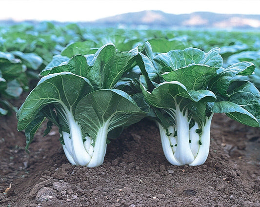 Baby Canton Milky White Steam Pak Choi Seeds - 200+ Bok Choy Chinese Cabbage Seeds - Brassica rapa subsp. chinensis