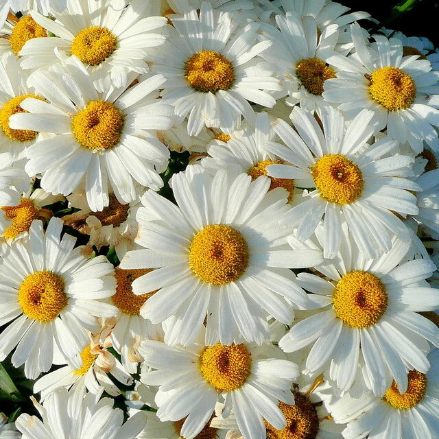 Shasta Daisy Seeds - Heirloom Non-GMO Flower Seeds - Leucanthemum × superbum - Garden Planting Supplies