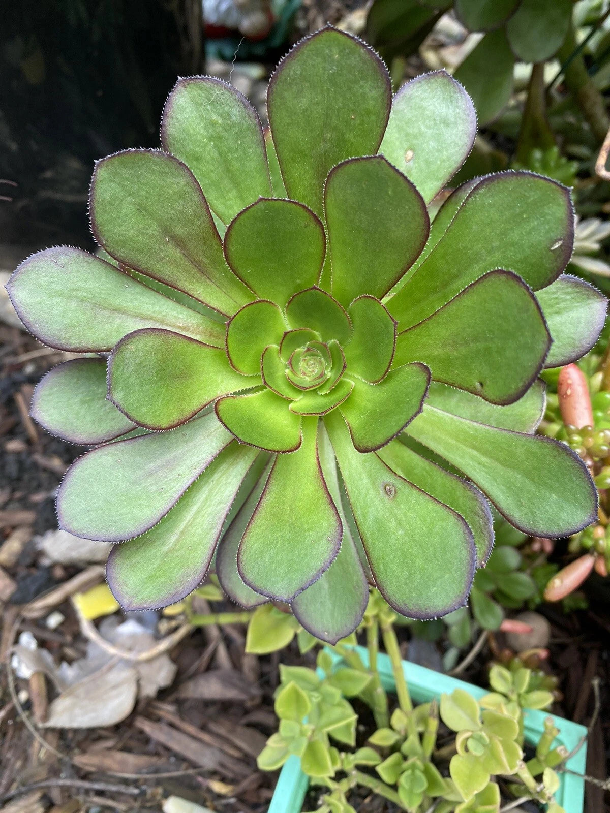 Aeonium Succulent Cutting - 3-5" Fresh Arboreum Variety - Indoor Plant, Low Maintenance, Drought Tolerant
