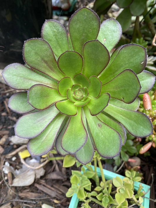 Aeonium Succulent Cutting - 3-5" Fresh Arboreum Variety - Indoor Plant, Low Maintenance, Drought Tolerant